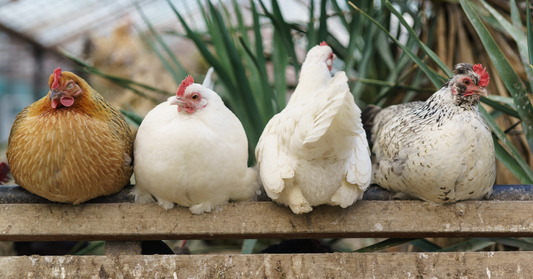 EM•1® for Chickens & Poultry