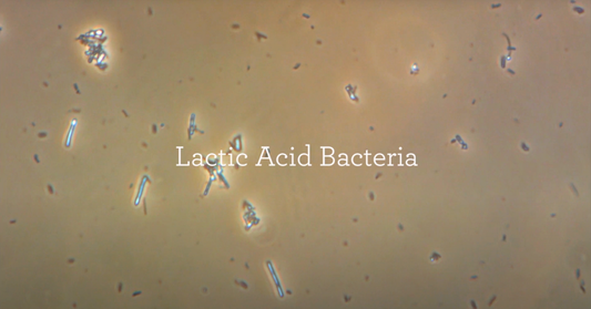 Lactic Acid Bacteria (Lactobacillus): Nature’s Probiotics for Health, Soil, and Sustainable Living