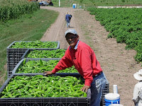 Growing Chilis with EM-1®