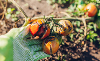 Battling Tomato Blight: Effective Solutions for Healthy Harvests