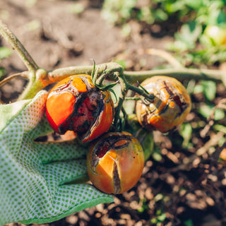 Battling Tomato Blight: Effective Solutions for Healthy Harvests