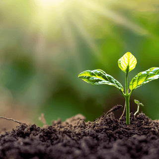 Unlocking Garden Success: Harnessing Soil Health Through Microbial Populations, Organic Matter, and Moisture