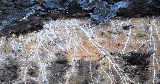 Mycorrhizae: The Secret Fungal Allies Boosting Crop Health