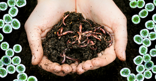 How Beneficial Microbes and Vermicompost Work Together to Build Healthy Soils and Protect Crops
