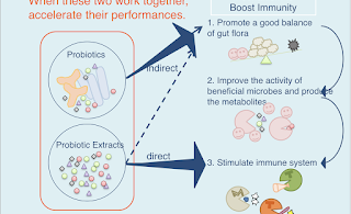 How do Probiotics and Prebiotics work together