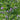 alfalfa-garden