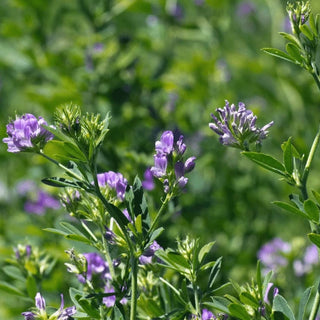 alfalfa-garden