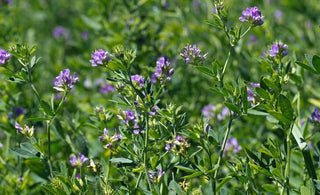 The Benefits of Alfalfa as a Cover Crop in Organic Gardening