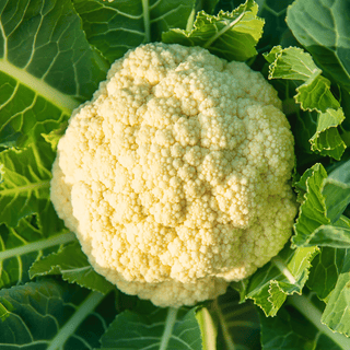 Mastering Cauliflower with EM-1®