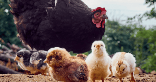 Maximizing Chicken Health in Winter: The Power of Probiotics
