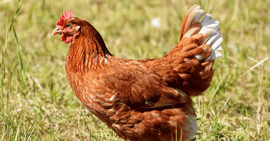 Boosting Winter Wellness: The Role of Probiotics in Supporting Chickens