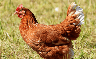Boosting Winter Wellness: The Role of Probiotics in Supporting Chickens