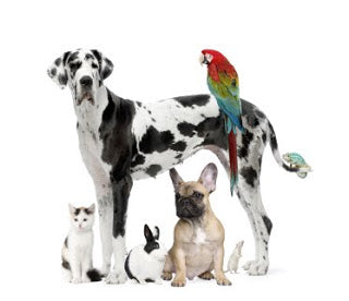 animals