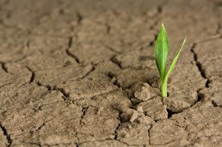 dried soil