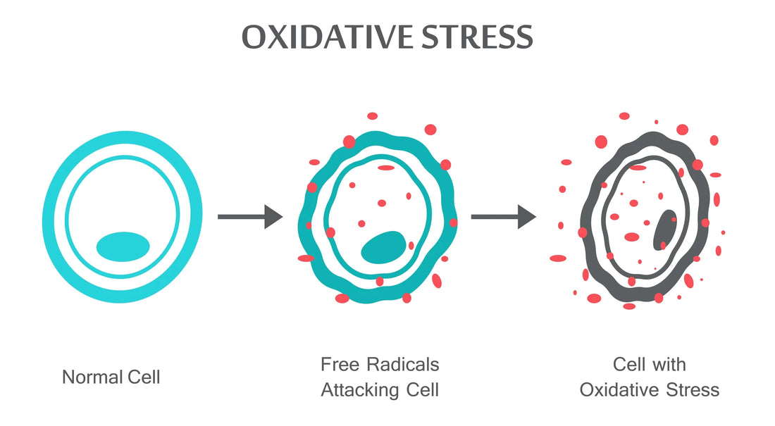 oxidative-stress