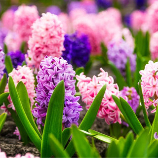 FLOWERS! Grow Healthy, Lush and Beautiful Flowers.