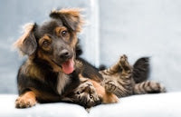 pet