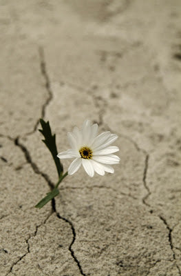 dried soil