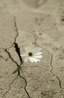 dried soil