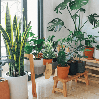 house plants