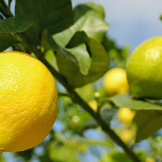 Tips-on-growing-lemons