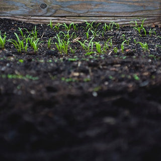 Microorganisms in Soil