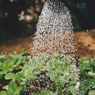 Microbial Inoculants help your garden