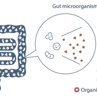 probiotic-diet