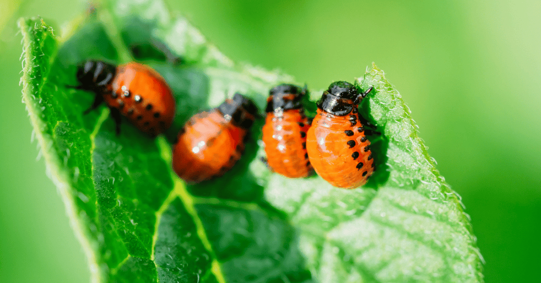 Natural and Organic Pest Control