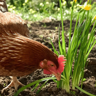 backyard-chicken