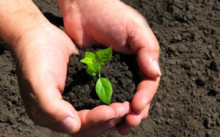 plants in the soil