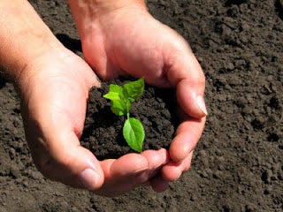 plants in the soil