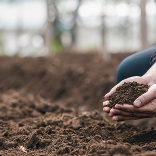 soil-regeneration