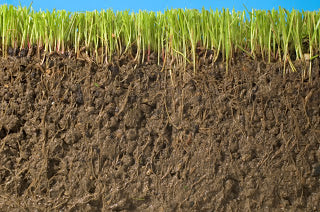 soil