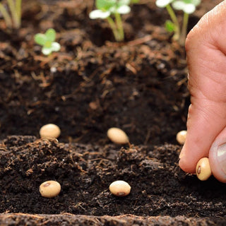 planting-seeds