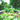 Garden-bed-banner