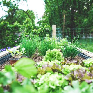 Garden-bed-banner
