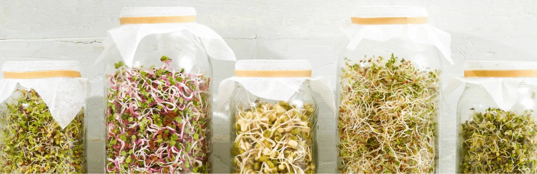 featured-image-sprout