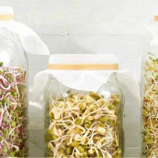 featured-image-sprout