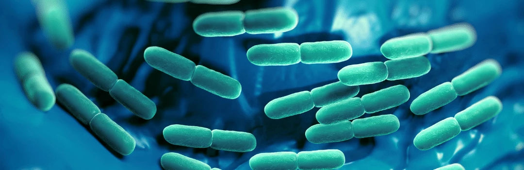 bacteria-banner
