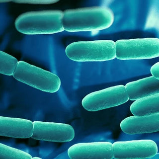 bacteria-banner
