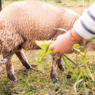 homesteading-effective