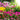 Ornamental-plants
