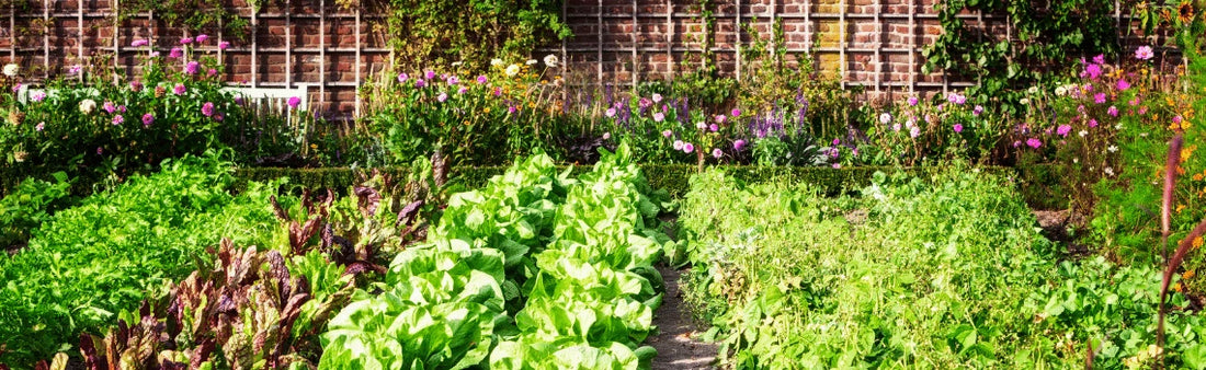 From Disease to Living Soil - A Beginners Guide