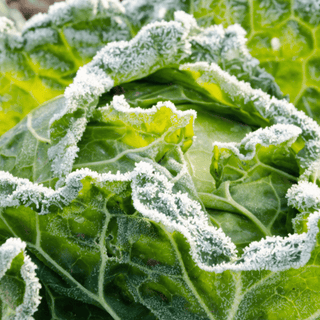 5 Essential Organic Gardening Tasks to Tackle in Winter