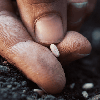 A Comprehensive Guide for Organic Gardeners: Researching, Choosing Seeds, and Starting Seeds Indoors