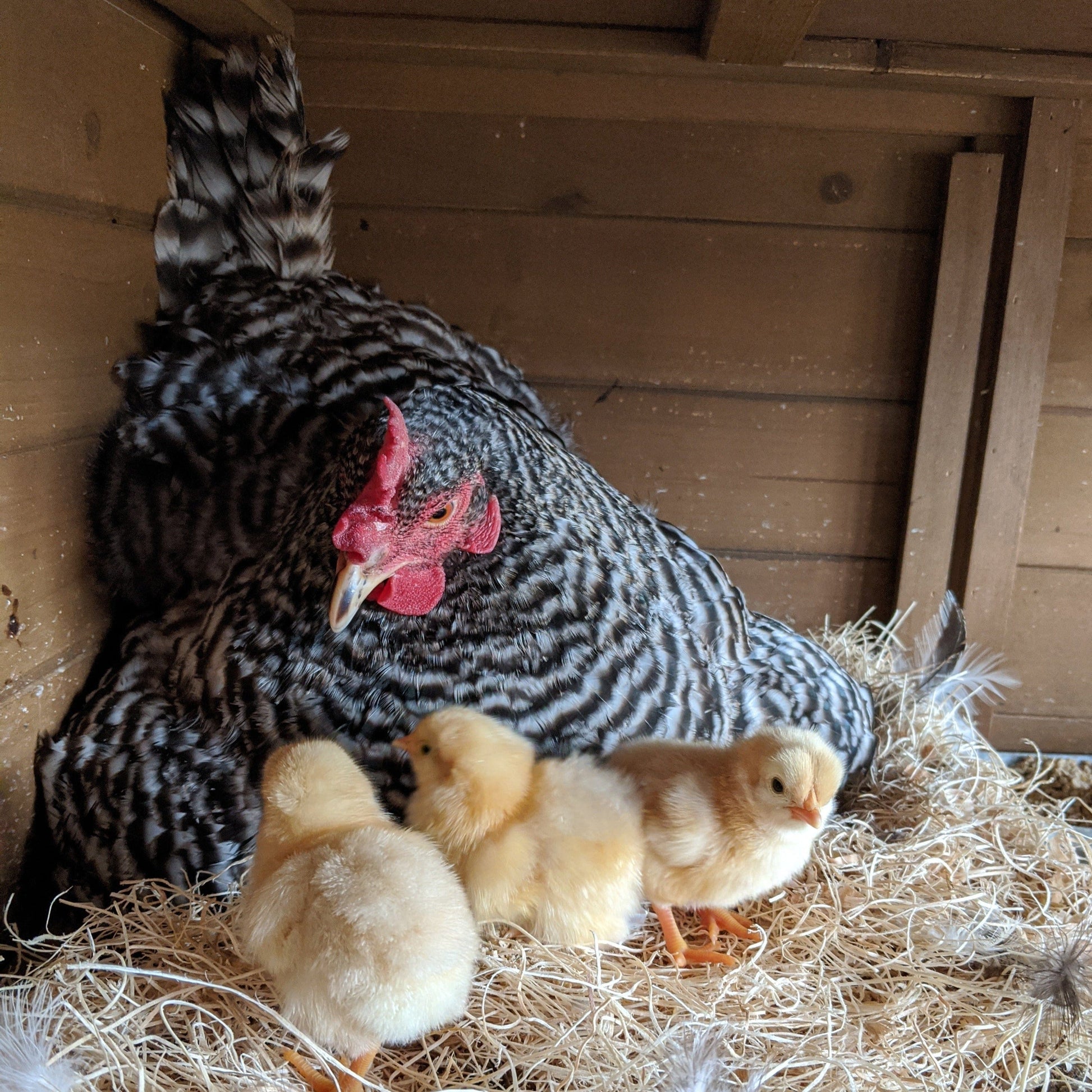 Az Chickens Barred Rock Chicks – Buy 10 + 5 Bonus Free (15 All-Female, Shipping Included)