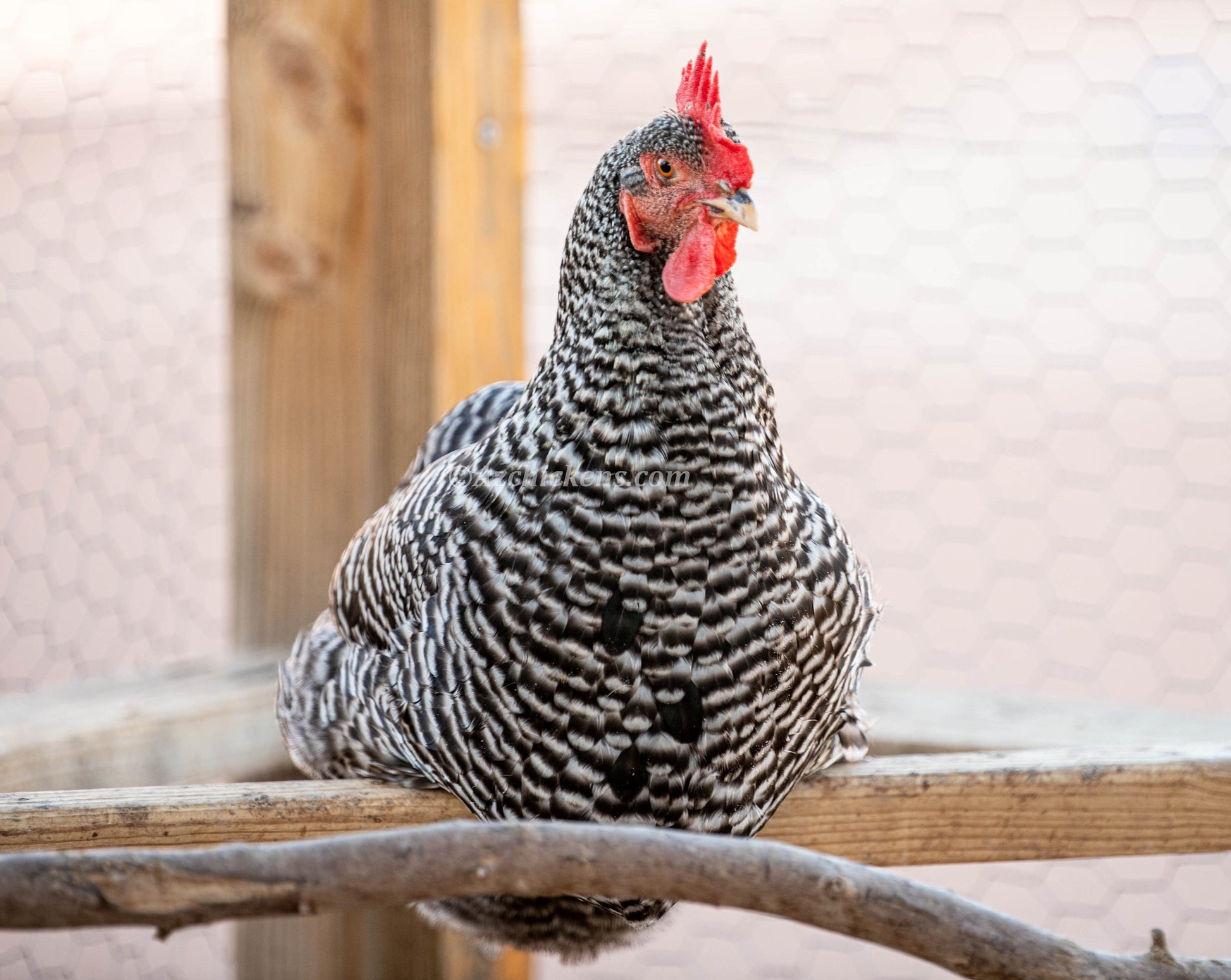 Az Chickens Barred Rock Chicks – Buy 10 + 5 Bonus Free (15 All-Female, Shipping Included)