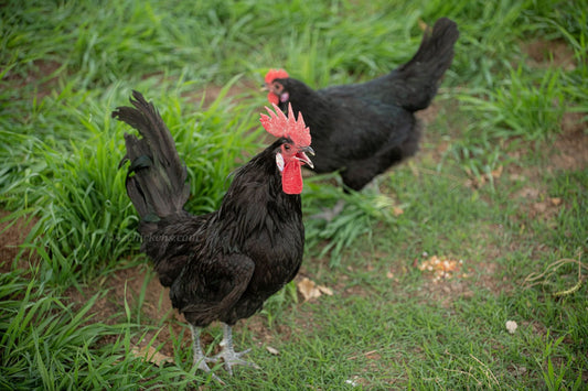 Az Chickens Black Bresse Chickens Black American Bresse Chicks - Buy 10 + 5 Bonus Free (Unsexed, Shipping Included)