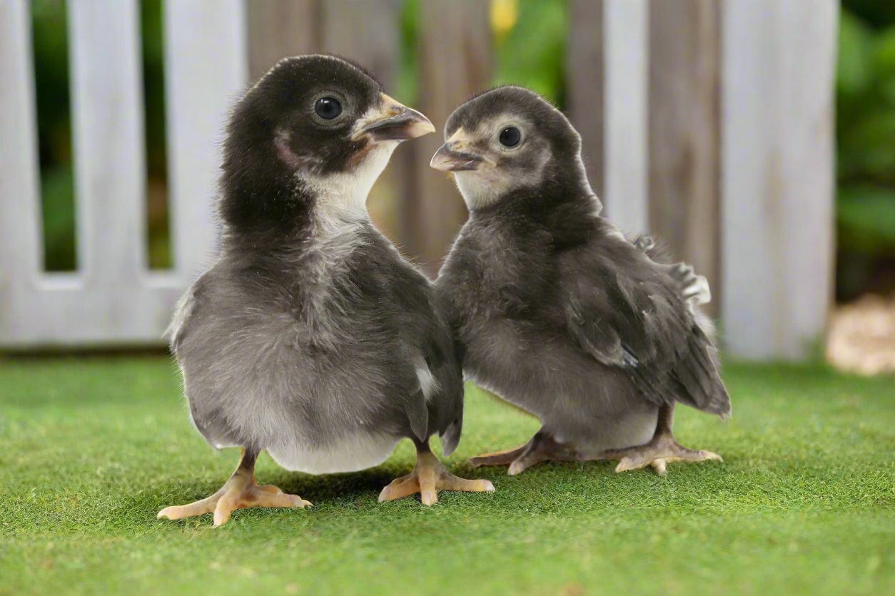 Az Chickens Black Sex-Link Chicks – Buy 10 + 5 Bonus Free (15 All-Female, Shipping Included)